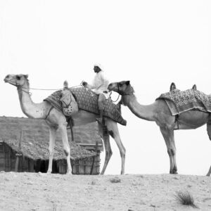 Kamele Dubai Wüste