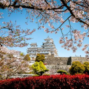 Himeji Castle in Japan Sakura