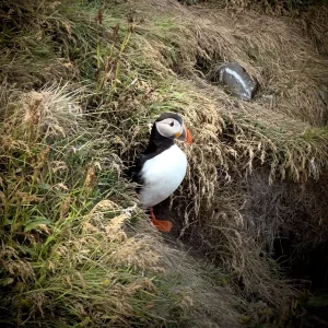 Dyrhólaey Landschaftsschutzgebiet Puffin
